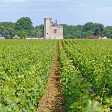 Burgundy Wine Vineyards
