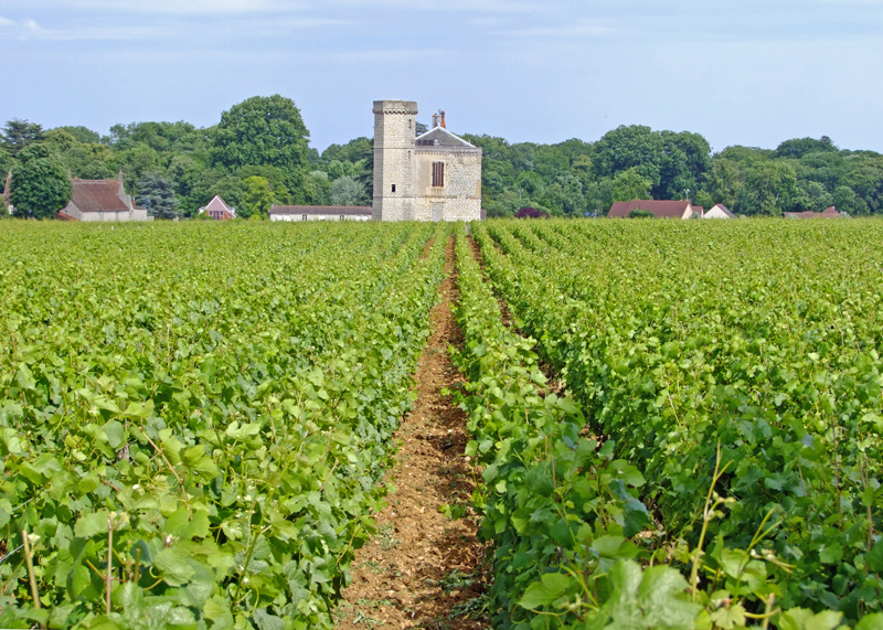 Pommard Les Bertins, Burgundy - France Wine Region