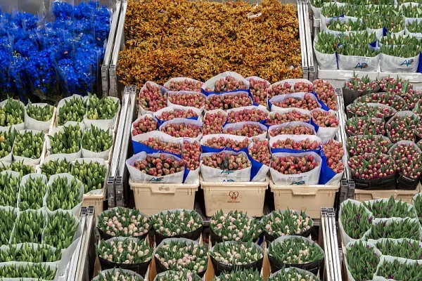 2024-AalsmeerFlowerAuction025