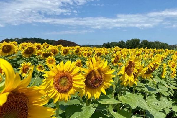 Sunflowers in Gascony
