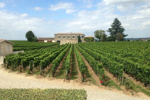 Vines in Bordeaux
