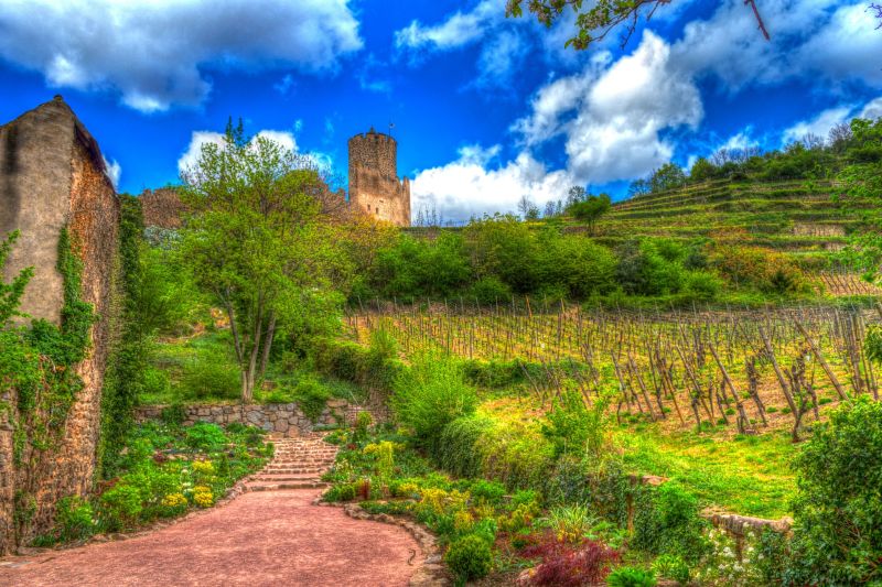 Alsace Hillside Vineyard - Wines of Alsace