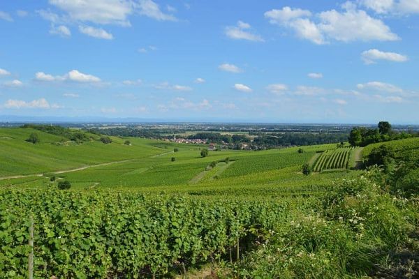 Alsace - Vineyards