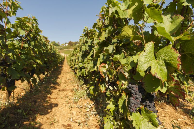 Beaune-Grèves_ Vigne de l'Enfant Jesus_Bouchard