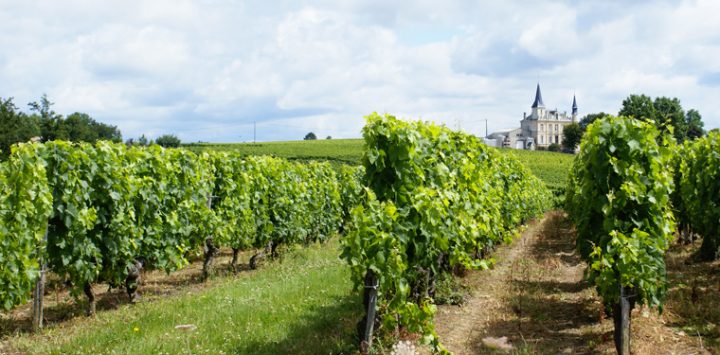 Bordeaux Vineyards