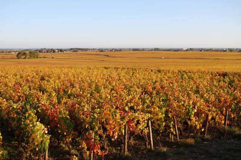Burgundy Autumn Vineyards