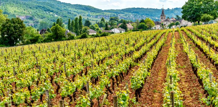 Burgundy Vineyards
