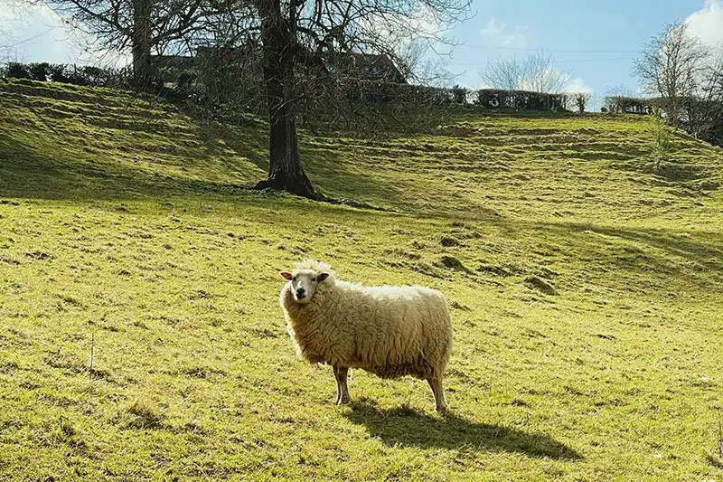Ewe in pasture