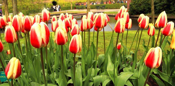 Tulips in Netherlands