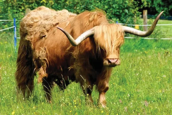 Highland Cattle (2)