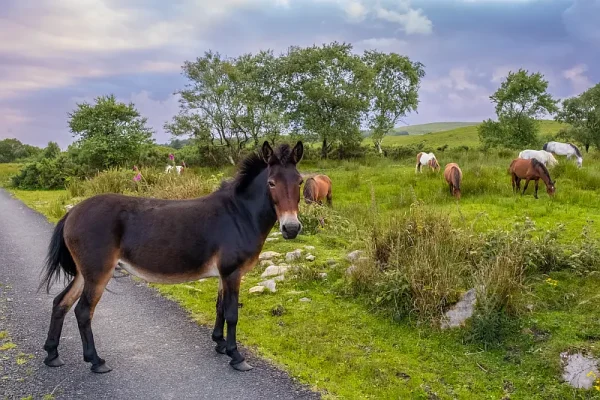 Mule, Mountshannon, Countryside, Trail, Lough Derg, Co Clare_master