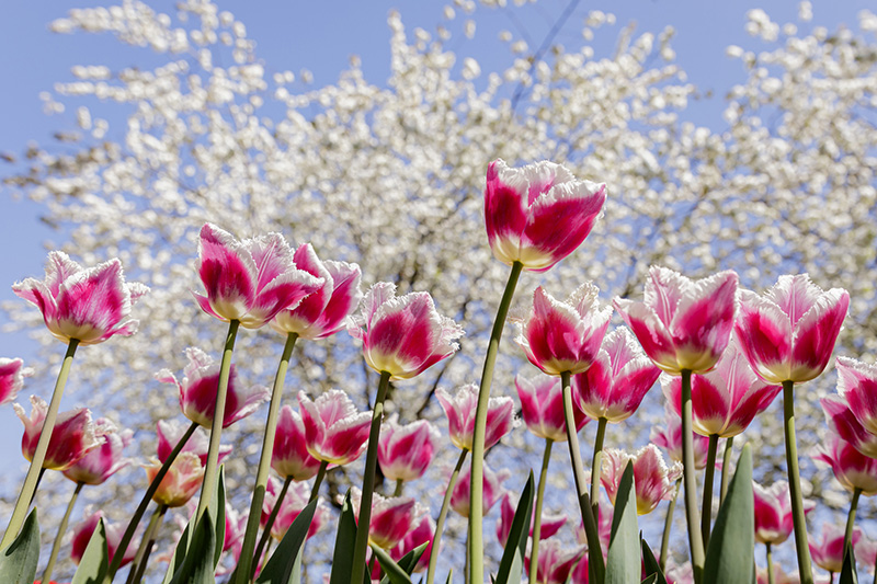 Keukenhoff Gardens, Holland