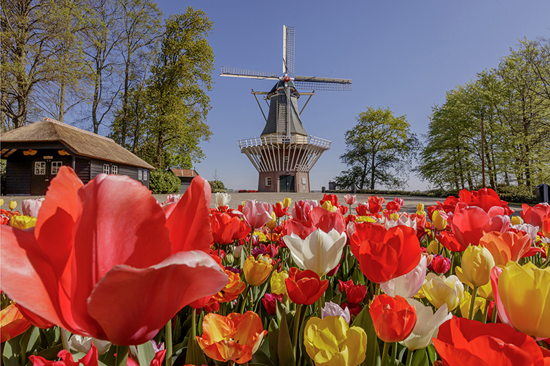 Keukenhoff Gardens, Holland