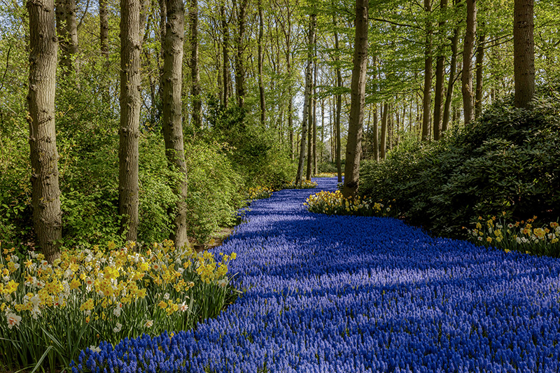 Keukenhoff Gardens, Holland