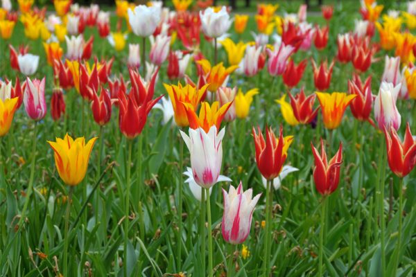 Panache Tulips