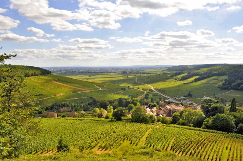 Burgundy Wine region