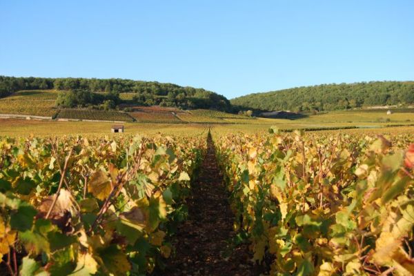 Vineyards in the Autumn