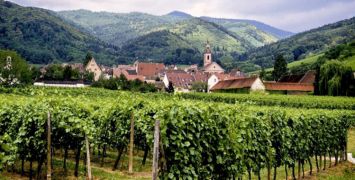 Alsace Vineyards