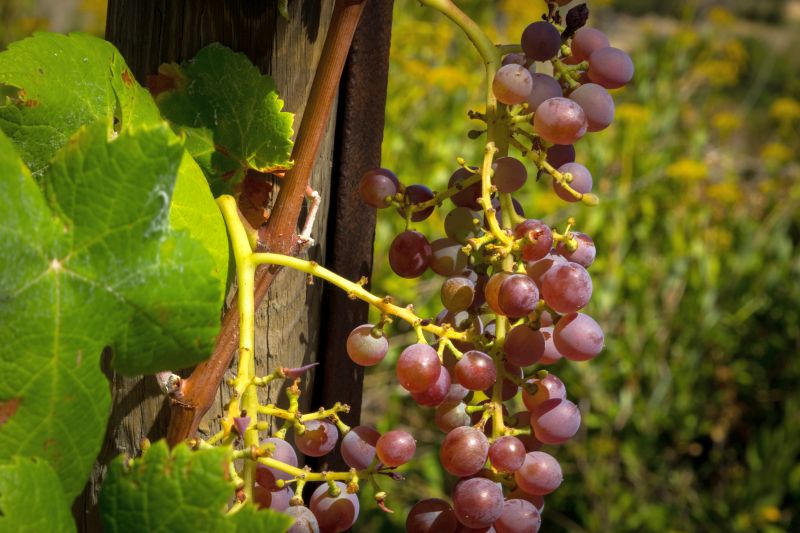Grapes in the Bordeaux wine town of Saint-Émilion