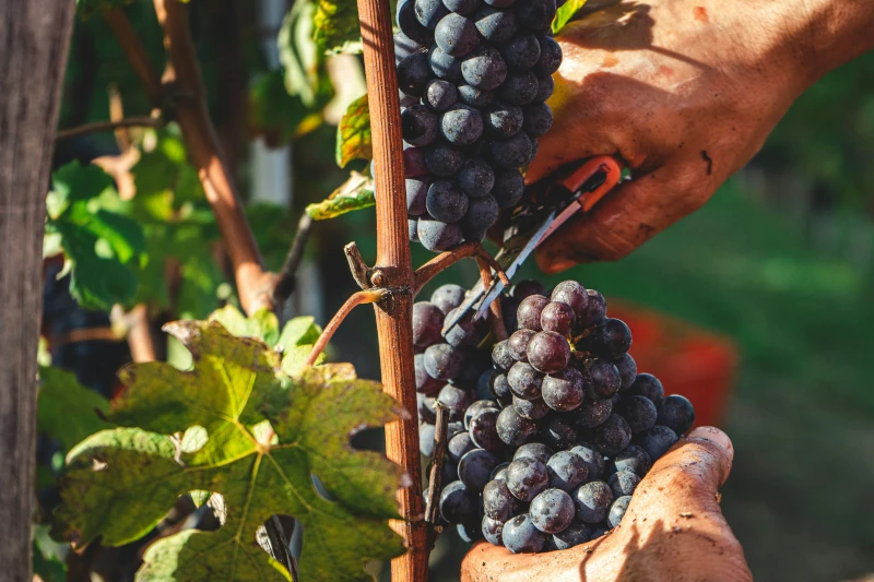 Italian grapes differ from grapes from other countries. This is why we wrote our pocket dictionary is to clarify the types.