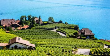 italyvineyards