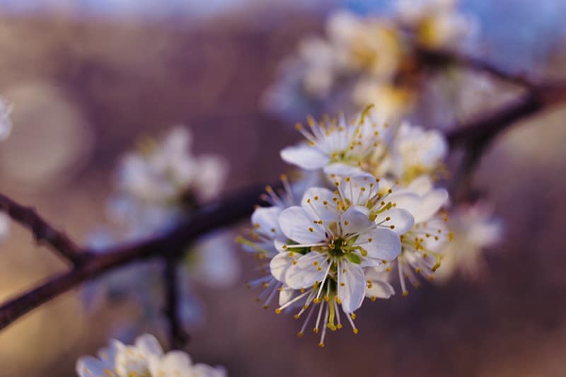 Blackthorn can be found along the canals in Burgundy in the spring time