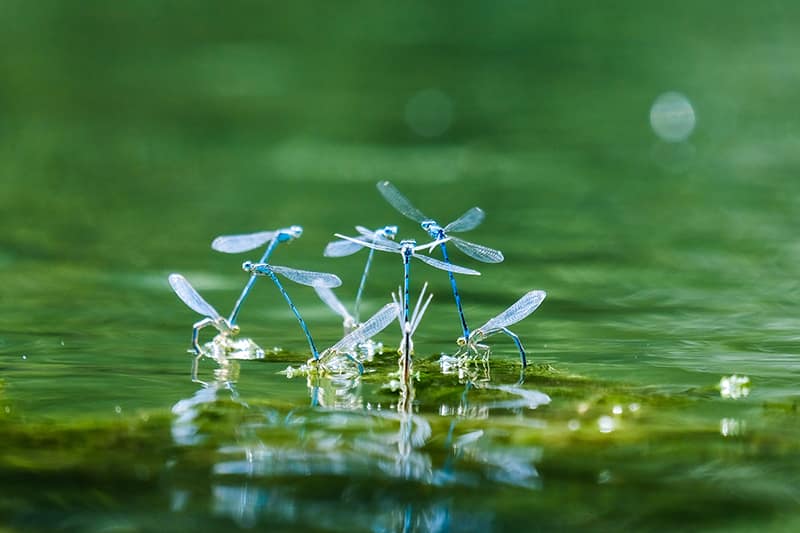 Dragonfly on the water