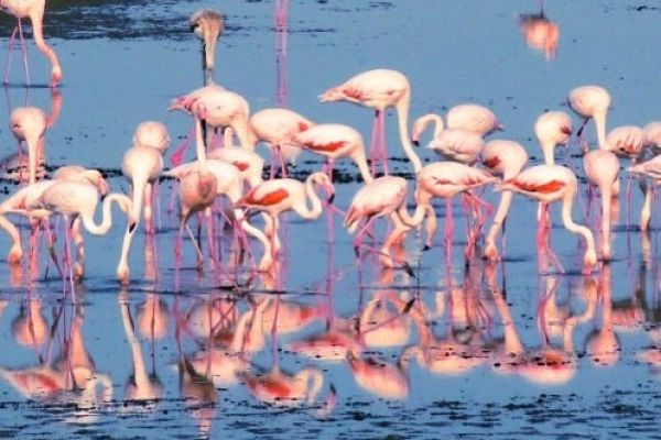 Flamingos can be found in Northern Italy's Po Delta. Discover the Po Delta aboard La Bella Vita as she cruises Venice to Mantua