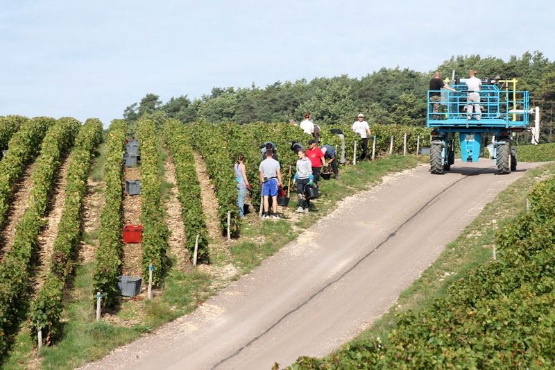 Wine Harvest Alexandre Bonnet