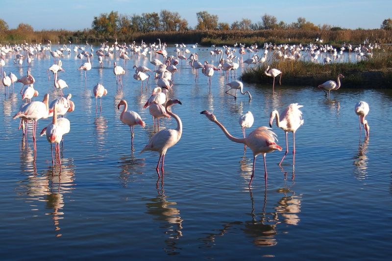 A number of waterfowl can be found in northern Italy's Po Delta, including the fabulous flamingo