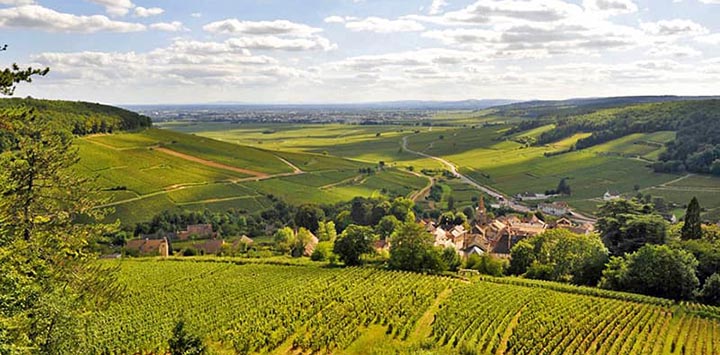 Burgundy Rolling Hills