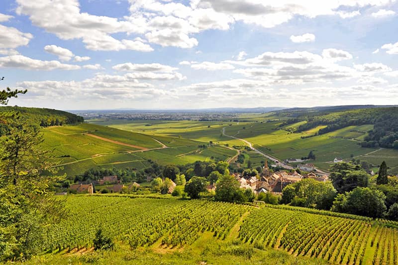 The Rolling Hills of Burgundy