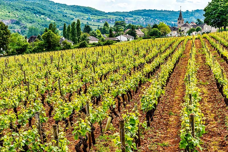The Vineyards of Burgundy