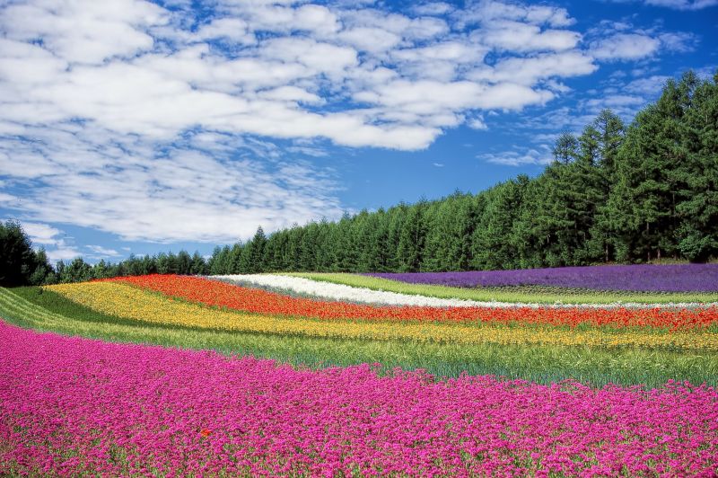 Holland Flowers Aalsmeer