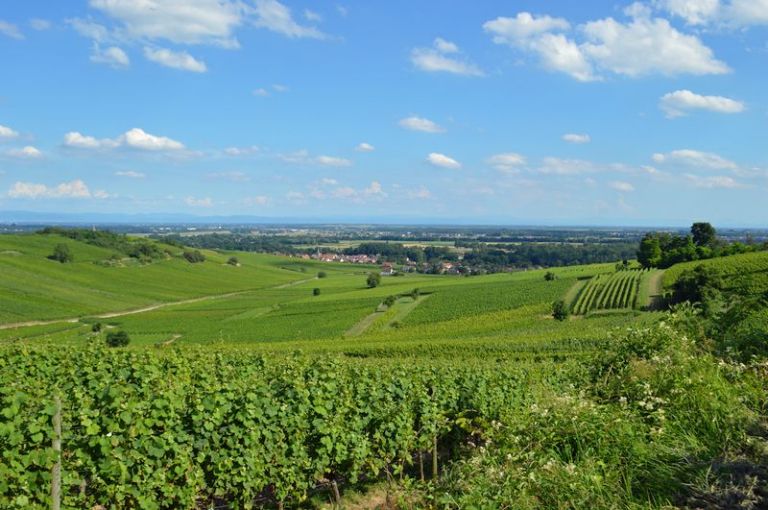 French Wine Regions A Comprehensive Pocket Guide European Waterways