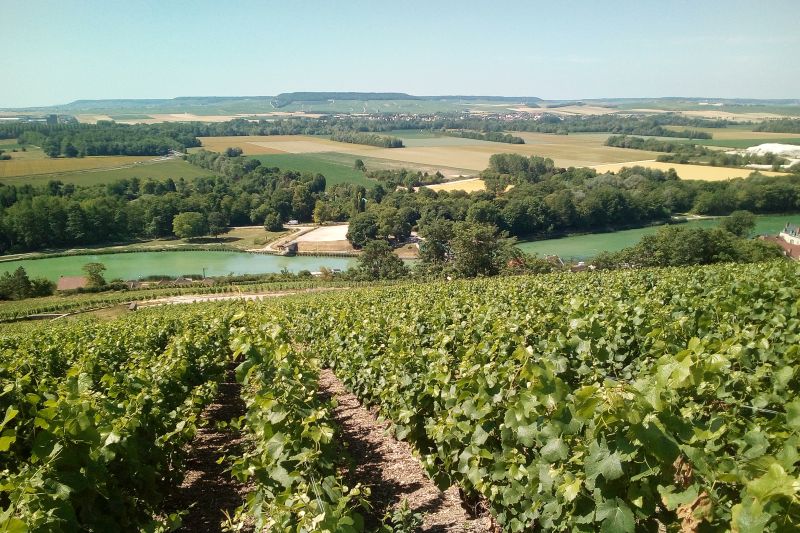 Champagne Vineyards overlooking the Marne River