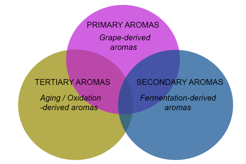 Understanding wines - primary, secondary and tertiary aromas chart