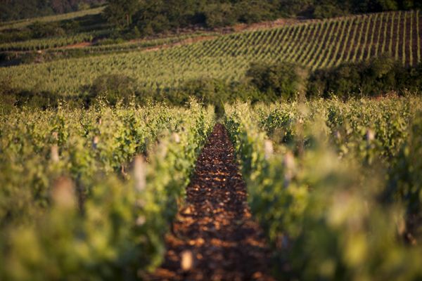 UNESCO World Heritage-listed vineyards belonging to the Domaine Chanson can be visited on a L'Impressioniste luxury barge cruise- black friday