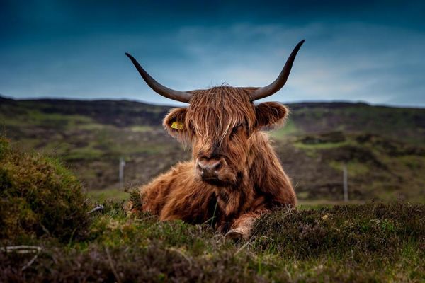 Highland Cow found in the Scottish Highlands