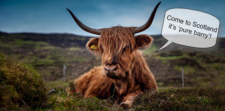highland-cow-unsplash-prev2