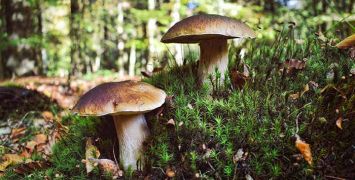 cepes-mushrooms-unsplash-feat