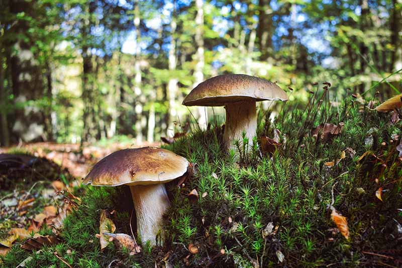 Cepes, also known as wild mushrooms found in Bordeaux