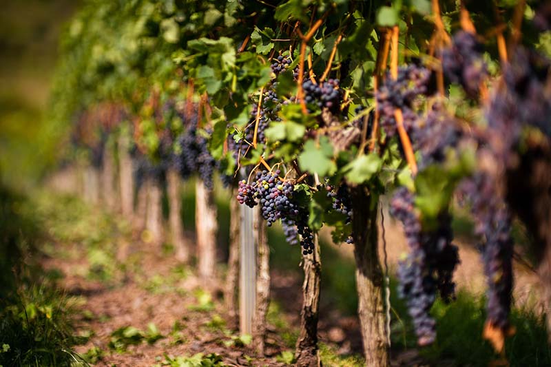 vineyards