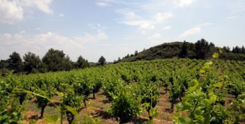 Languedoc Wine Region