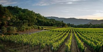 Rhone Valley Wine Region