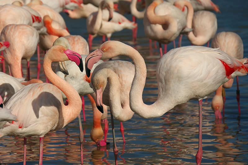 Flamingoes on the water