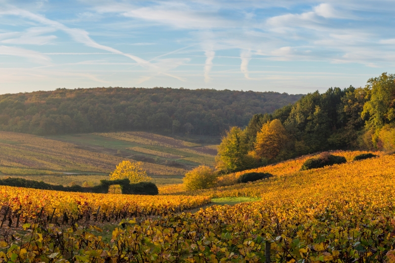 Maison Champy vineyard with yellow field and rolling hills