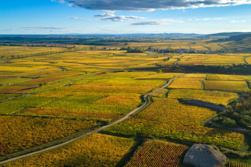 Aerial view of Maison Champy vineyards in Beaune