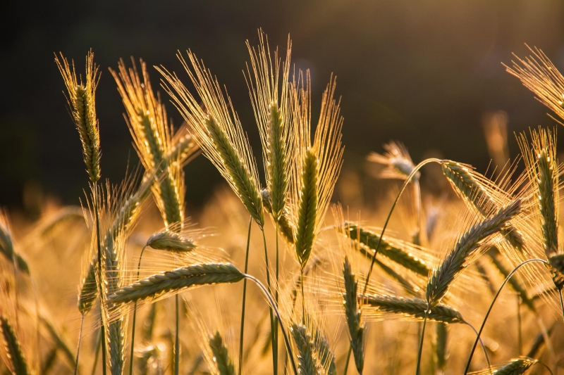 Barley crop