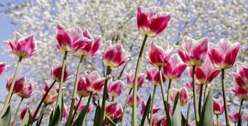 Keukenhof Tulip Gardens